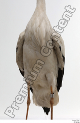 Chest Bird Animal photo references